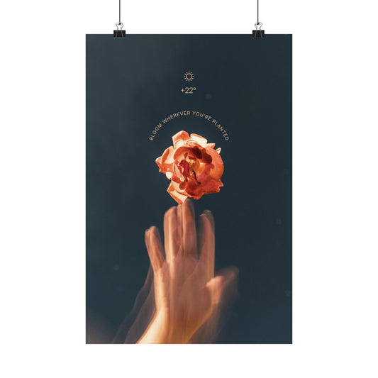 Rose Bloom Poster